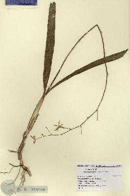 URN_catalog_HBHinton_herbarium_14916.jpg.jpg