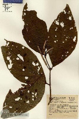 URN_catalog_HBHinton_herbarium_14962.jpg.jpg
