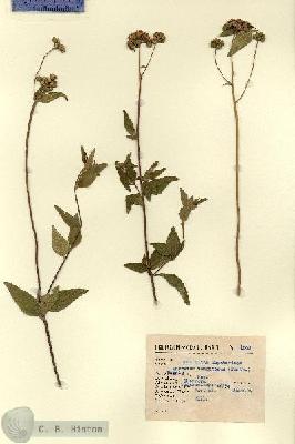 URN_catalog_HBHinton_herbarium_1502.jpg.jpg
