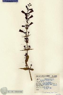 URN_catalog_HBHinton_herbarium_15277.jpg.jpg