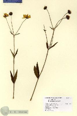 URN_catalog_HBHinton_herbarium_15481.jpg.jpg