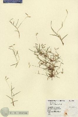 URN_catalog_HBHinton_herbarium_15192.jpg.jpg