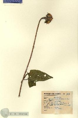 URN_catalog_HBHinton_herbarium_15308.jpg.jpg