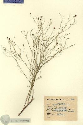 URN_catalog_HBHinton_herbarium_15211.jpg.jpg