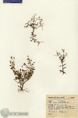 URN_catalog_HBHinton_herbarium_15215.jpg.jpg