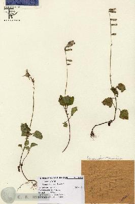 URN_catalog_HBHinton_herbarium_15228.jpg.jpg