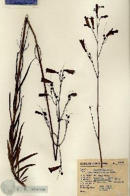 URN_catalog_HBHinton_herbarium_15351.jpg.jpg