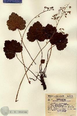 URN_catalog_HBHinton_herbarium_15571.jpg.jpg