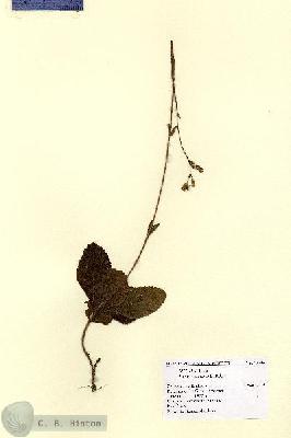 URN_catalog_HBHinton_herbarium_15586.jpg.jpg