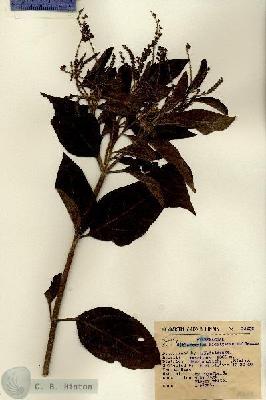 URN_catalog_HBHinton_herbarium_15606.jpg.jpg
