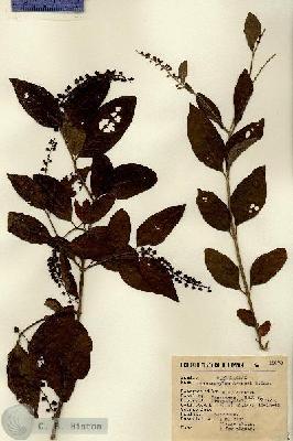 URN_catalog_HBHinton_herbarium_15678.jpg.jpg