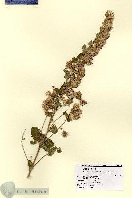 URN_catalog_HBHinton_herbarium_15695.jpg.jpg