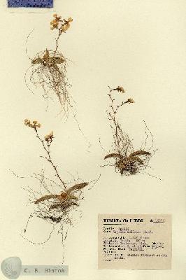 URN_catalog_HBHinton_herbarium_15875.jpg.jpg