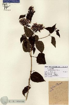 URN_catalog_HBHinton_herbarium_15791.jpg.jpg
