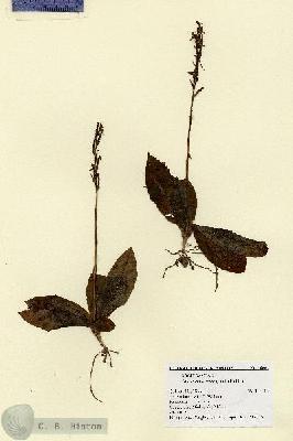 URN_catalog_HBHinton_herbarium_16002.jpg.jpg