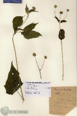 URN_catalog_HBHinton_herbarium_15848.jpg.jpg
