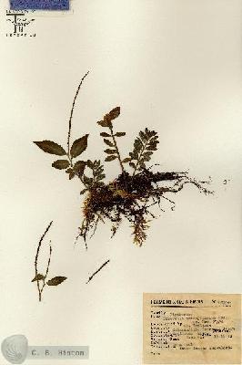 URN_catalog_HBHinton_herbarium_15994.jpg.jpg