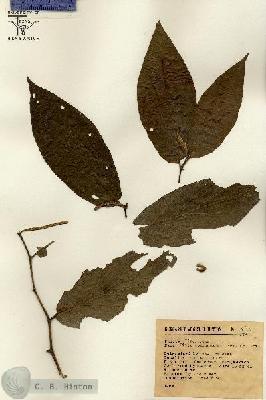URN_catalog_HBHinton_herbarium_16016.jpg.jpg