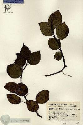 URN_catalog_HBHinton_herbarium_16018.jpg.jpg