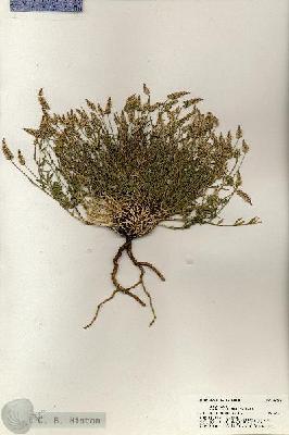 URN_catalog_HBHinton_herbarium_20320.jpg.jpg