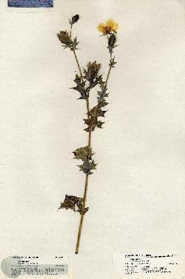 URN_catalog_HBHinton_herbarium_20357.jpg.jpg