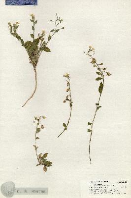 URN_catalog_HBHinton_herbarium_20342.jpg.jpg