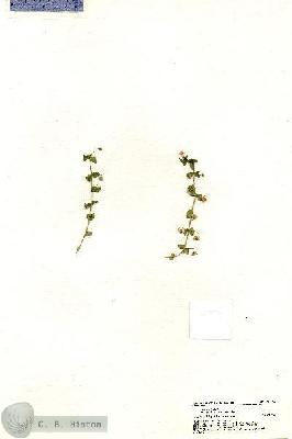 URN_catalog_HBHinton_herbarium_20344.jpg.jpg
