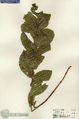 URN_catalog_HBHinton_herbarium_22530.jpg.jpg