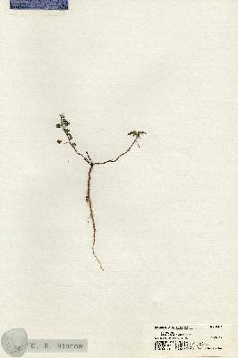 URN_catalog_HBHinton_herbarium_20370.jpg.jpg