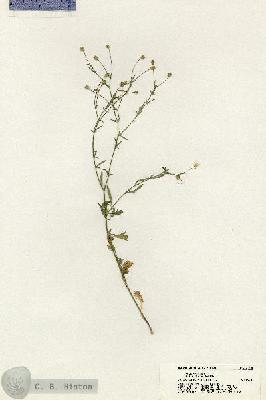 URN_catalog_HBHinton_herbarium_20566.jpg.jpg