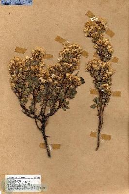 URN_catalog_HBHinton_herbarium_17029.jpg.jpg