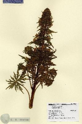 URN_catalog_HBHinton_herbarium_17043.jpg.jpg