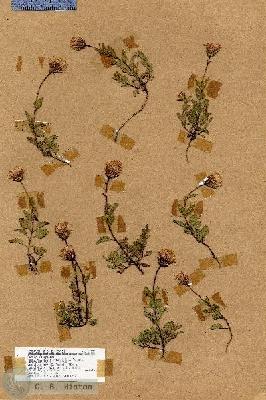 URN_catalog_HBHinton_herbarium_17257.jpg.jpg