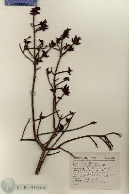 URN_catalog_HBHinton_herbarium_17288.jpg.jpg