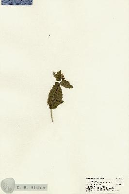 URN_catalog_HBHinton_herbarium_22550.jpg.jpg
