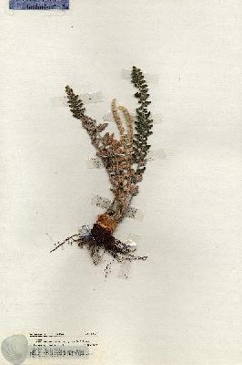 URN_catalog_HBHinton_herbarium_19760.jpg.jpg