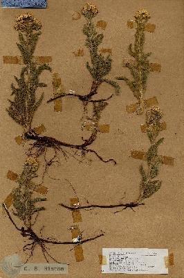 URN_catalog_HBHinton_herbarium_17110.jpg.jpg