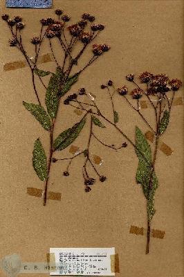 URN_catalog_HBHinton_herbarium_17111.jpg.jpg