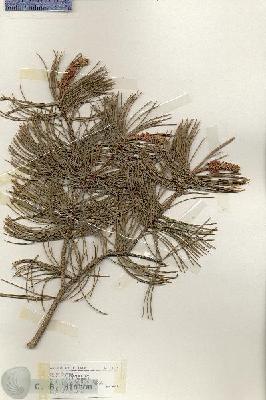 URN_catalog_HBHinton_herbarium_17112.jpg.jpg