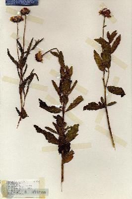 URN_catalog_HBHinton_herbarium_17124.jpg.jpg