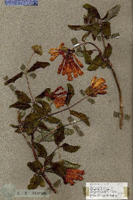URN_catalog_HBHinton_herbarium_17127.jpg.jpg