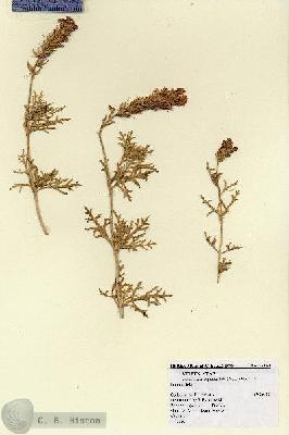 URN_catalog_HBHinton_herbarium_17130.jpg.jpg