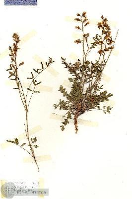 URN_catalog_HBHinton_herbarium_17131.jpg.jpg