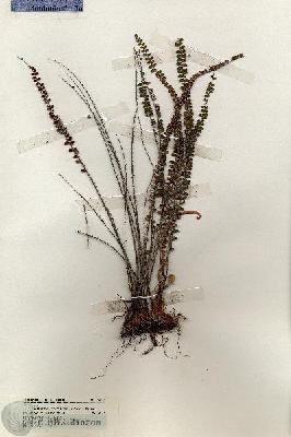 URN_catalog_HBHinton_herbarium_19773.jpg.jpg