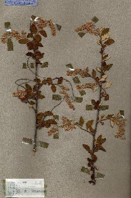 URN_catalog_HBHinton_herbarium_17193.jpg.jpg
