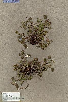 URN_catalog_HBHinton_herbarium_17327.jpg.jpg