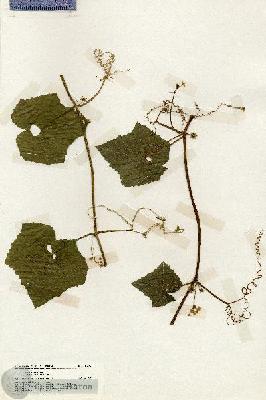 URN_catalog_HBHinton_herbarium_19775.jpg.jpg