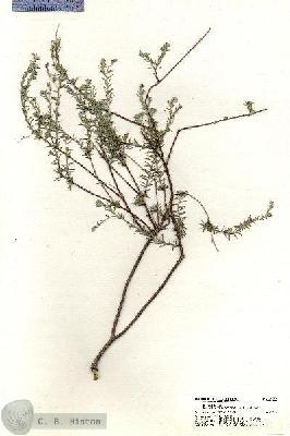 URN_catalog_HBHinton_herbarium_20379.jpg.jpg