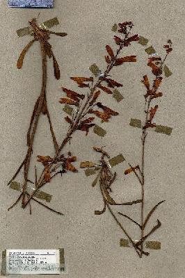 URN_catalog_HBHinton_herbarium_17357.jpg.jpg