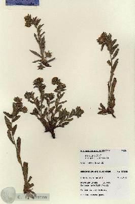 URN_catalog_HBHinton_herbarium_17358.jpg.jpg